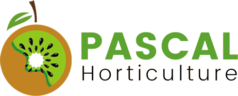 pascal